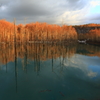 青い池～春紅葉の景色