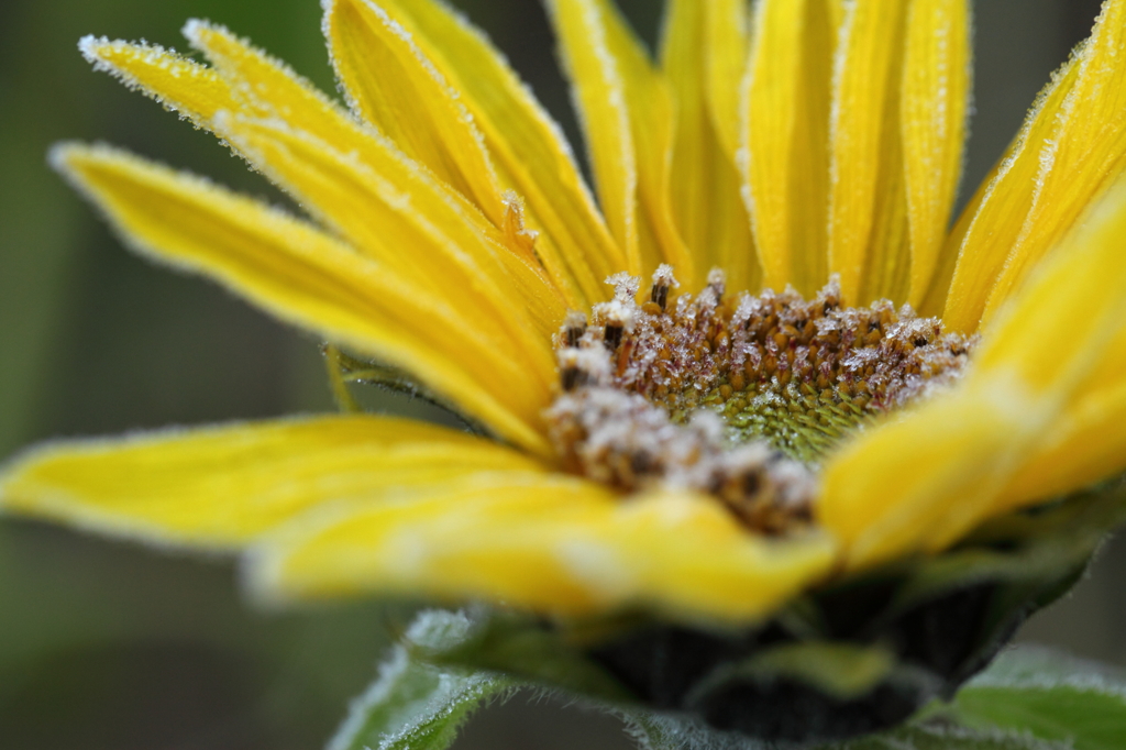 morning frost