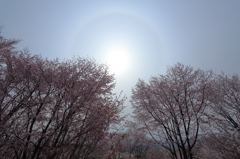 Cherry with halo