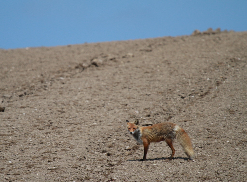 Ezo red fox