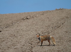 Ezo red fox