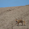 Ezo red fox