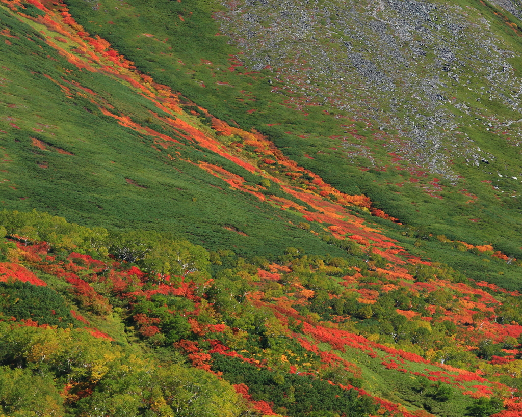 緑岳～タスキの紅葉