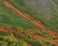 緑岳～タスキの紅葉