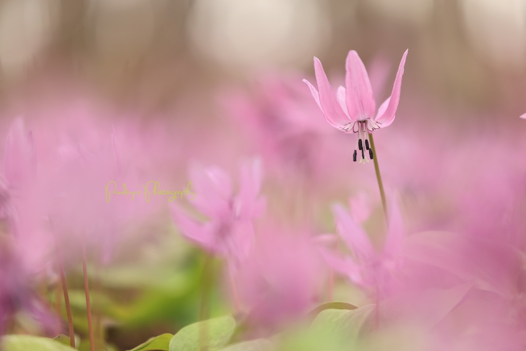 Spring Ephemeral