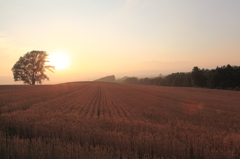 夕霞と哲学の木