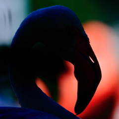 flamingo's beak