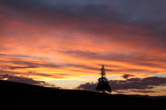 The magic hour of a Christmas tree 