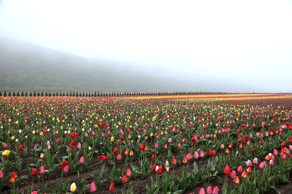 どの花見てもきれいだなぁ～✾
