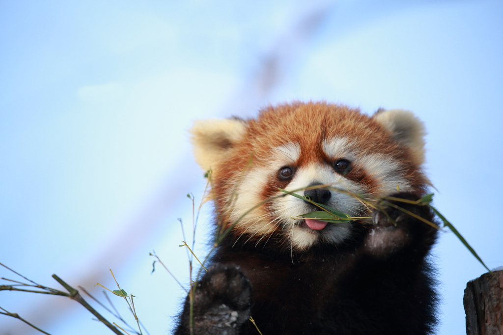 Red Panda