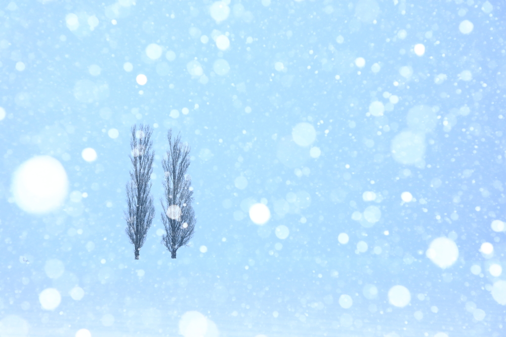 Snow drops