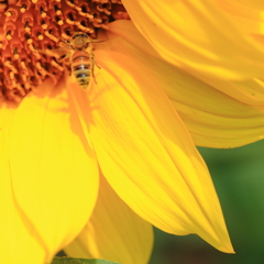 Honey Bee