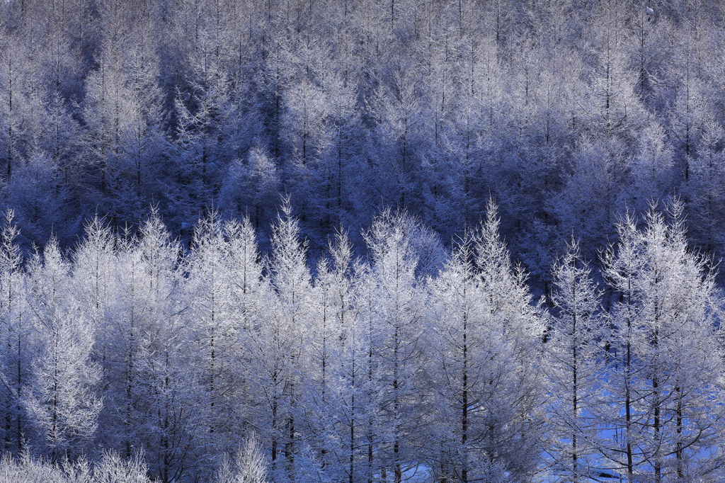 White pine