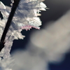 真冬の情景～霧氷の造形美