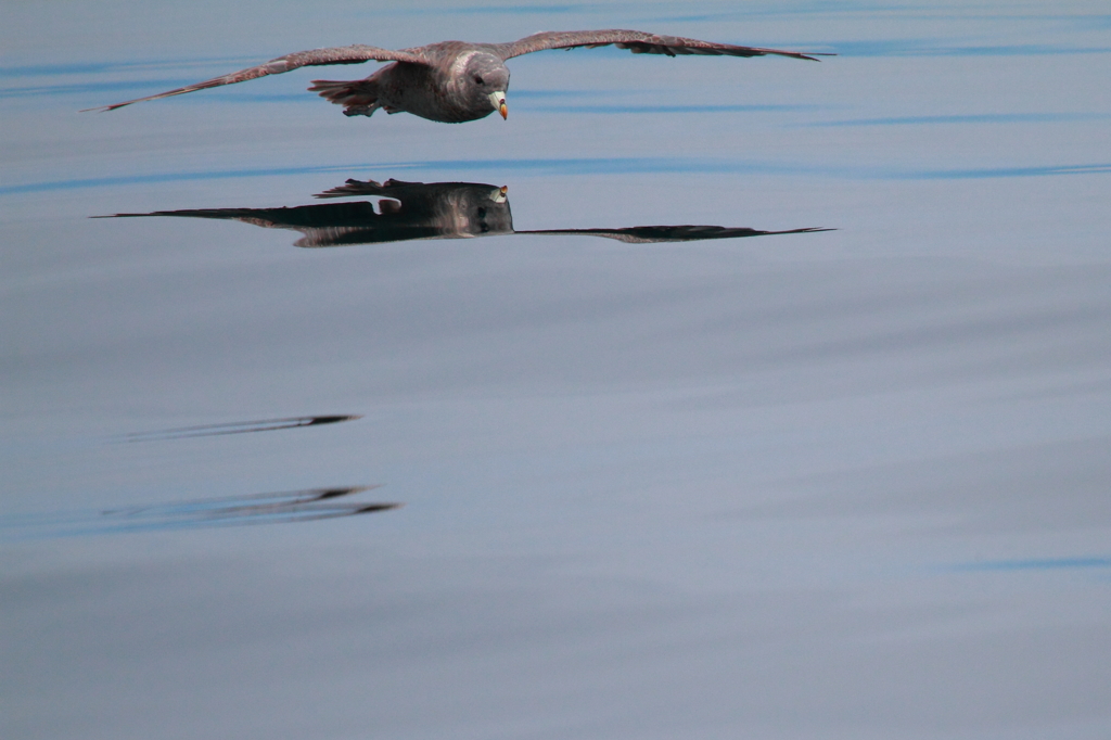 Northern Fulmar