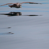 Northern Fulmar