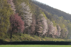 蝦夷山桜咲く