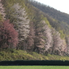 蝦夷山桜咲く