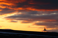 Orange evening 