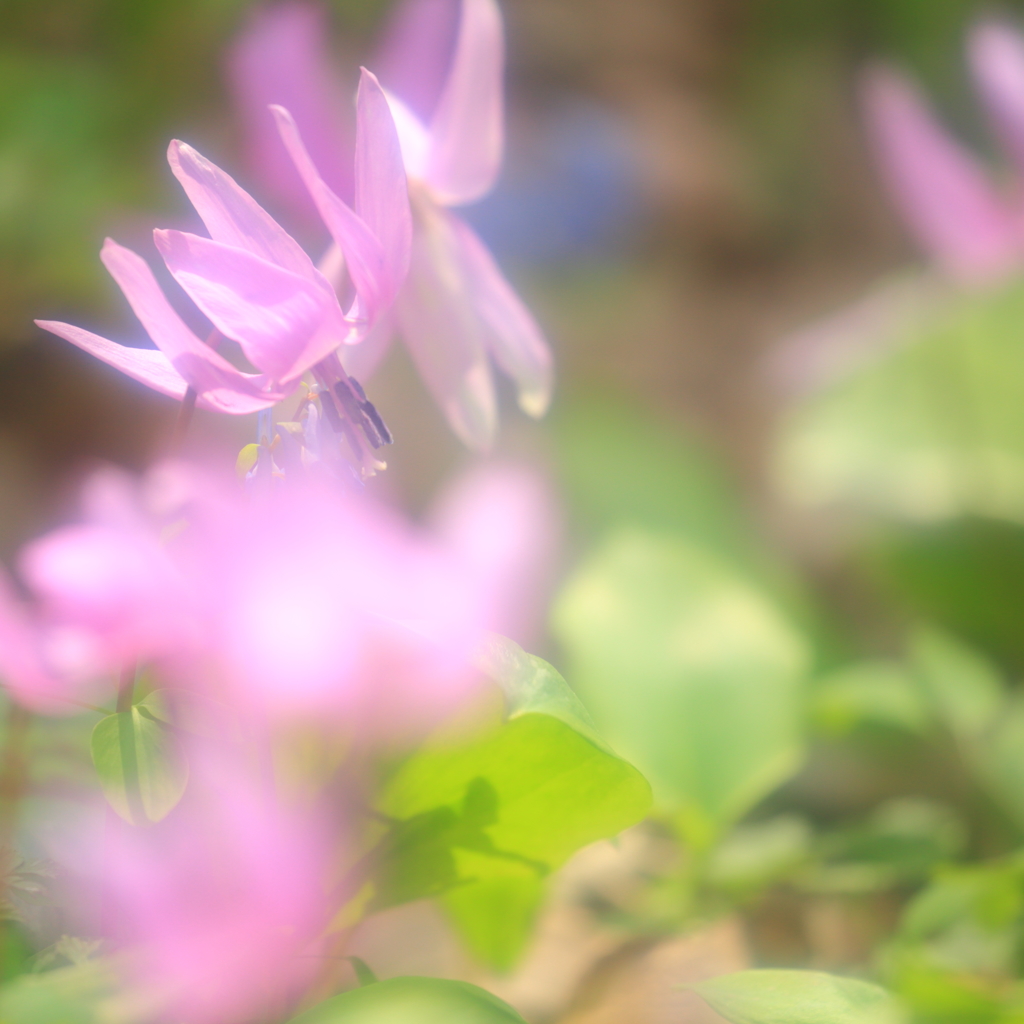 Spring ephemeral