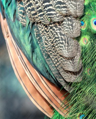 Peacock quill 