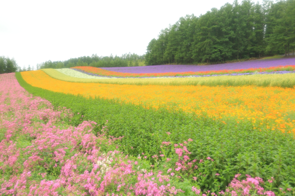 彩りの畑～2015年