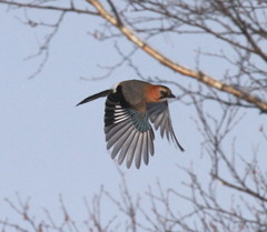 写真で鳥の羽根を見てみよう！