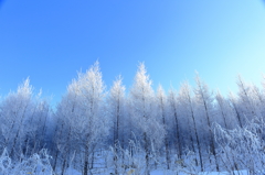 霧氷の木立