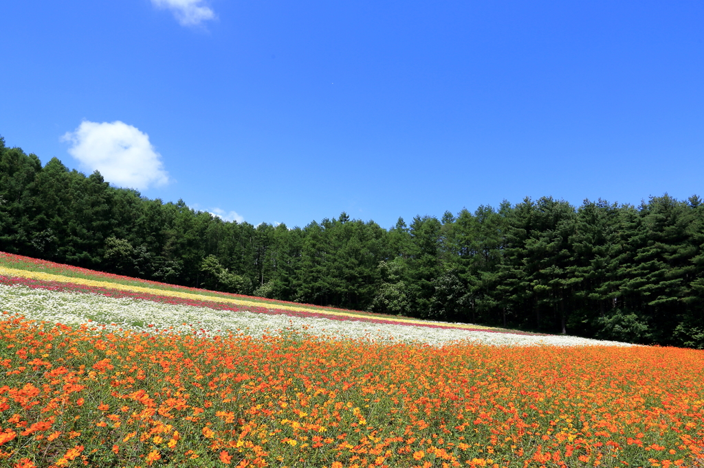 森の彩りの畑