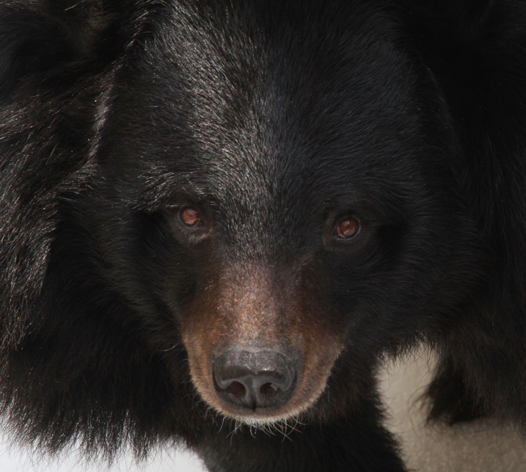 Asian Black Bear