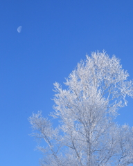 半月と霧氷樹