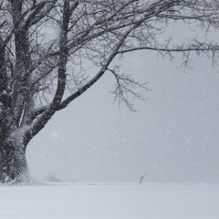 雪、深々と・・・