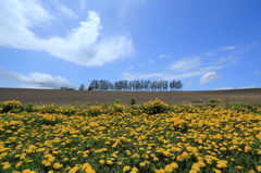 Dandelion full bloom 