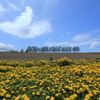 Dandelion full bloom 