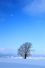 Skymark airlines