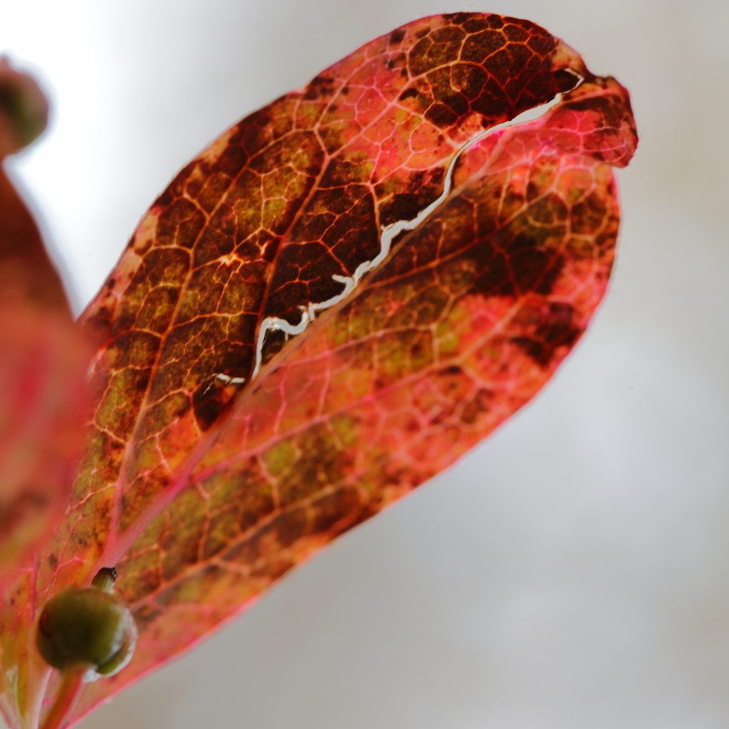 錆色の紅葉と命の足跡