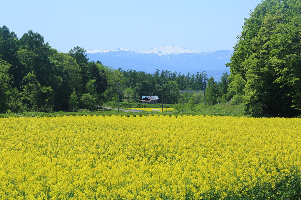 菜の花畑のある風景