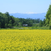 菜の花畑のある風景