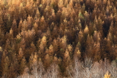 黄葉樹林