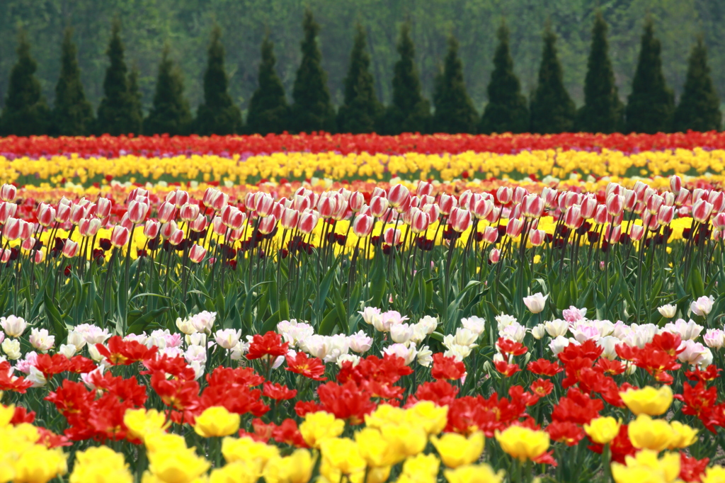 Tulip at summer day