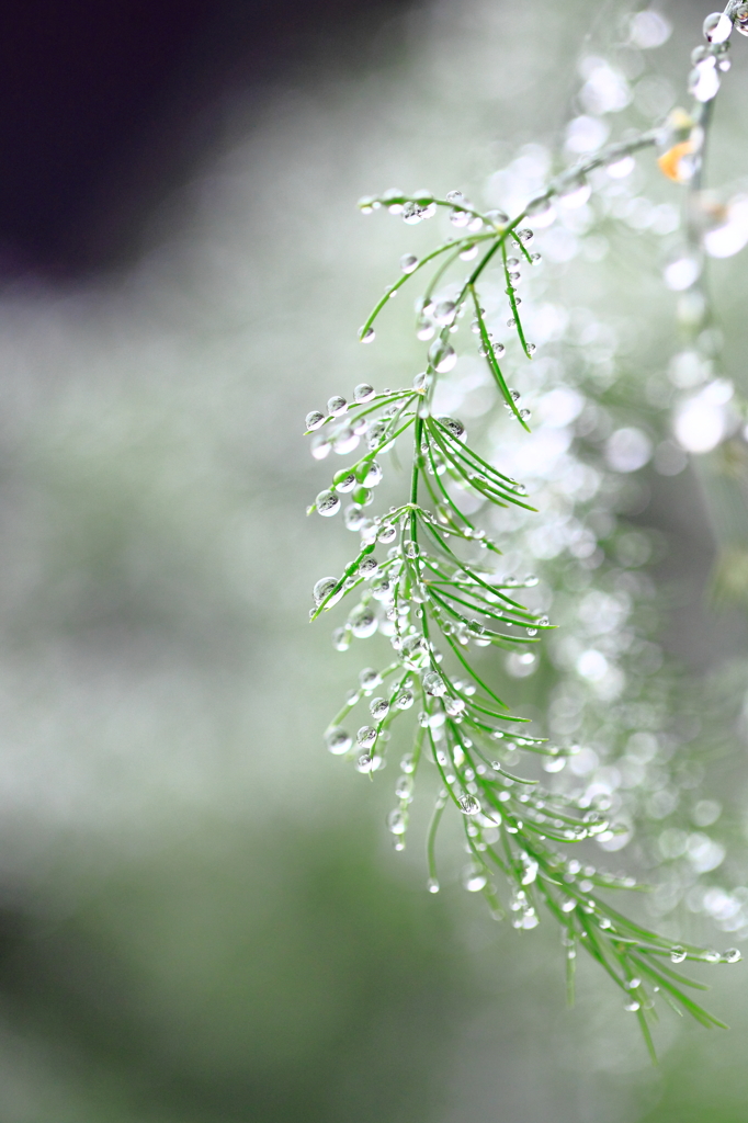 shining raindrops