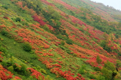 錦秋の山