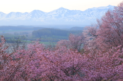 丘の桜景色