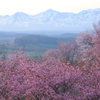 丘の桜景色