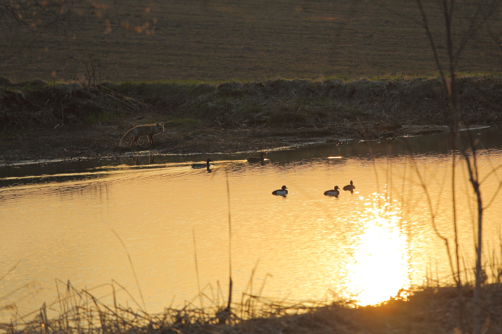 夕陽の溜め池にて