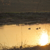 夕陽の溜め池にて