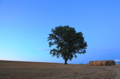 哲学の木と小麦～暮れゆく空