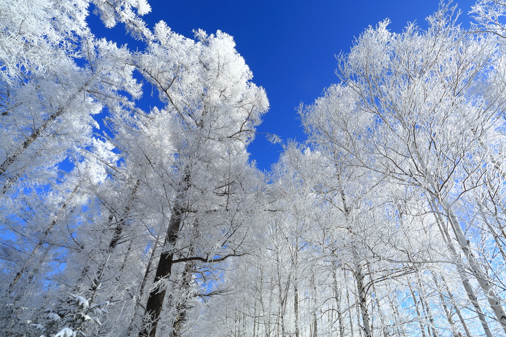 蒼天の樹氷林