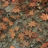 色褪せる