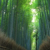 嵯峨野